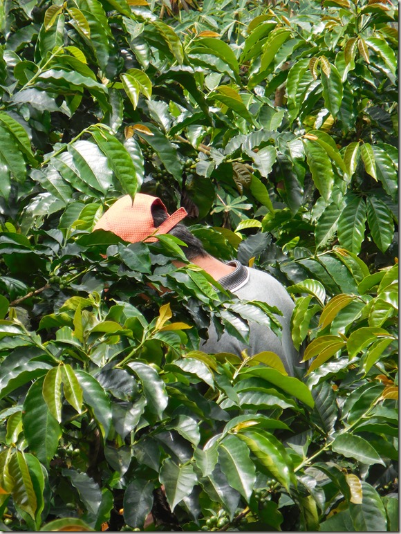 Don Elias coffee plantation