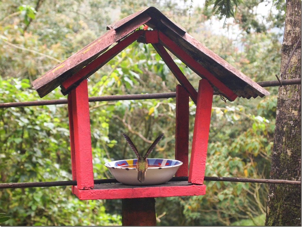 Hummingbird sanctuary Colombia