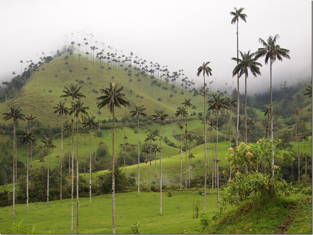 World's tallest palm trees