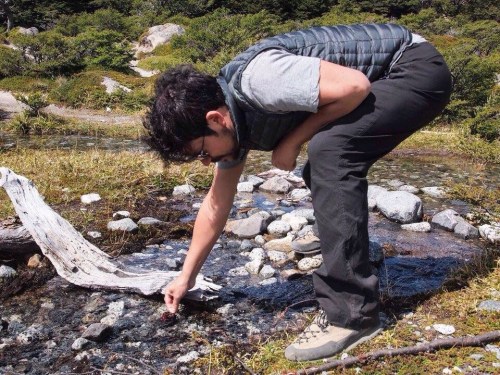 Washing cherries in mountain stream
