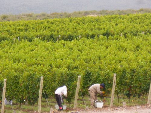 Harvest time at O Fournier
