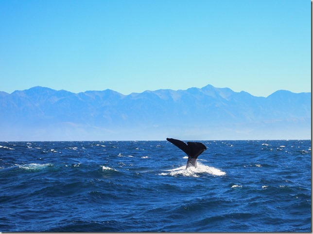 Whale watching Kaikoura Whale watching Kaikoura